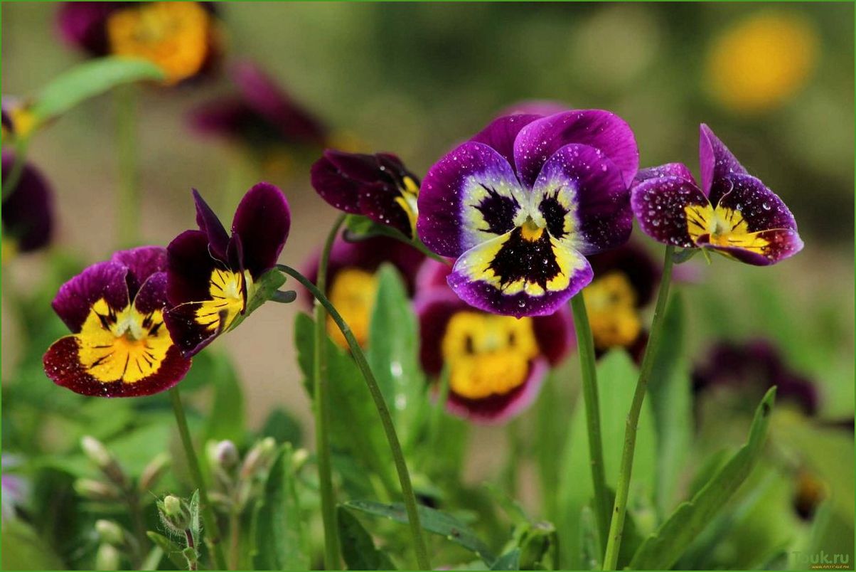 Анютины глазки: описание и выращивание этого цветка