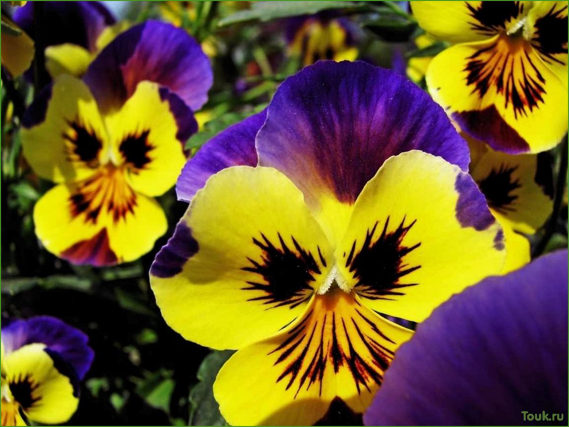 Анютины глазки: описание и выращивание этого цветка