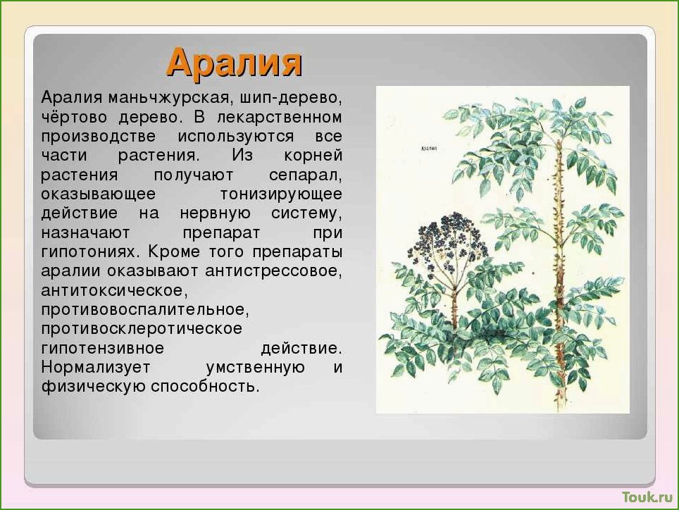 Аралия: описание, виды и особенности выращивания