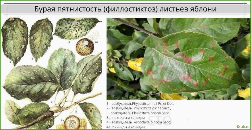 Бурая пятнистость: причины, симптомы и лечение