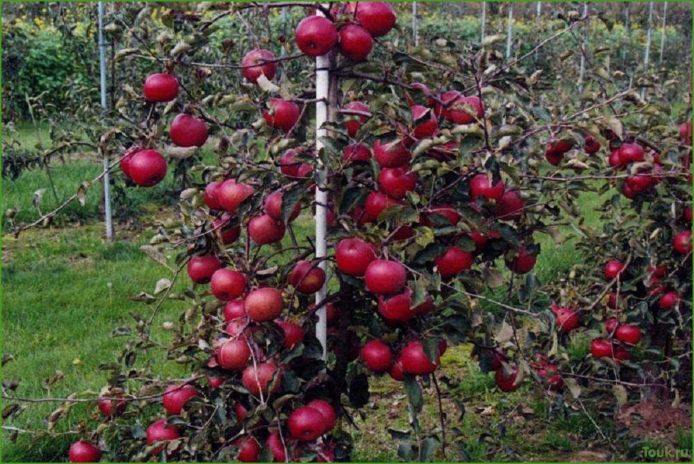 Карликовая яблоня: особенности, выращивание и уход