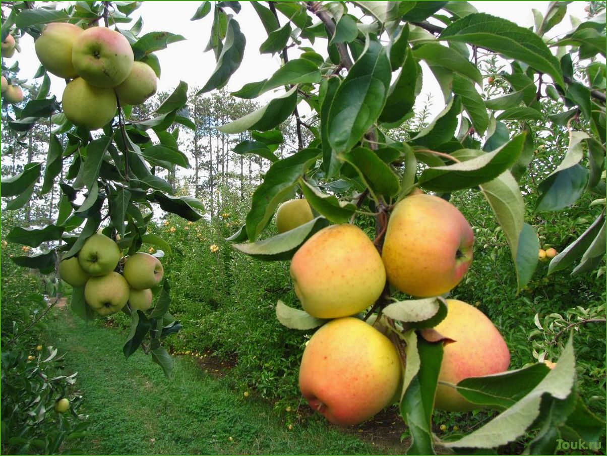 Карликовая яблоня: особенности, выращивание и уход