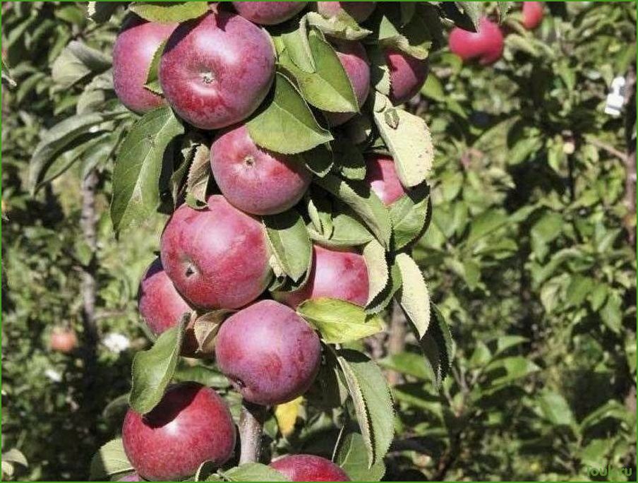 Колоновидная яблоня: особенности выращивания и ухода
