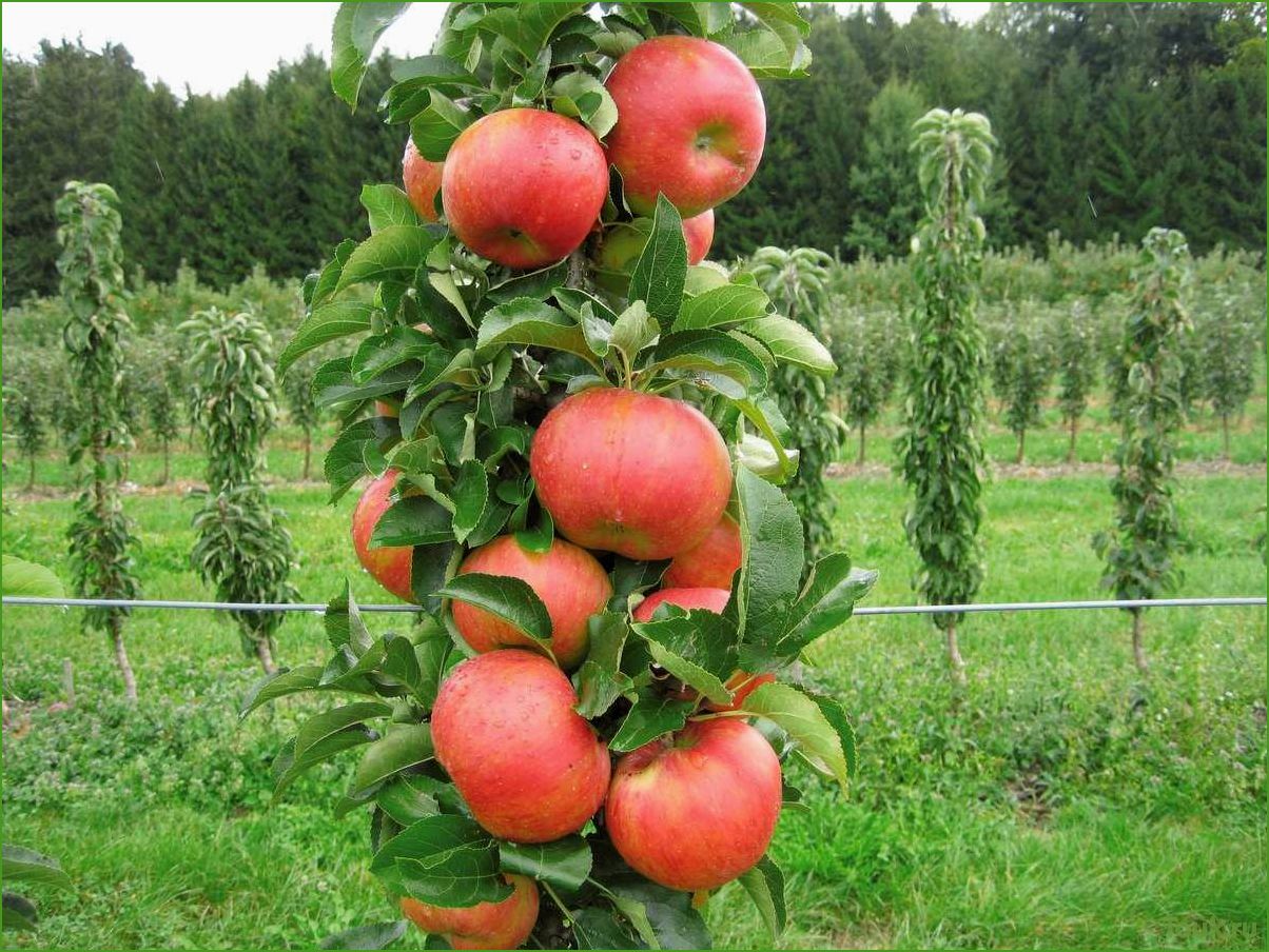 Колоновидная яблоня: особенности выращивания и ухода