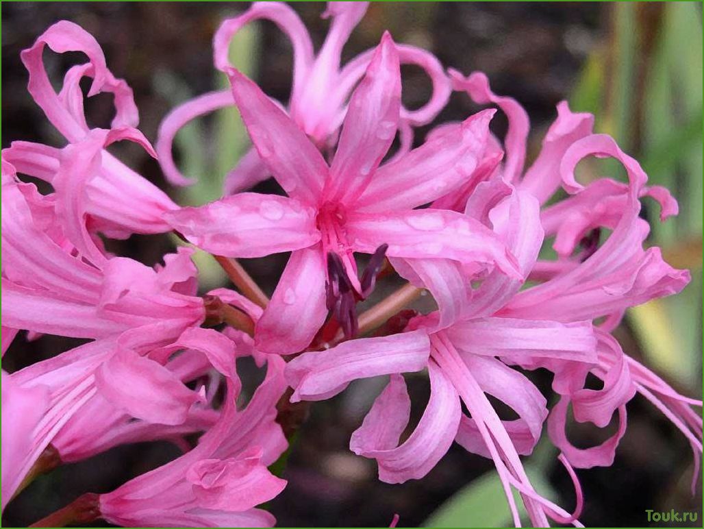 Нерине (нерина) — растение с яркими цветами и изящными соцветиями