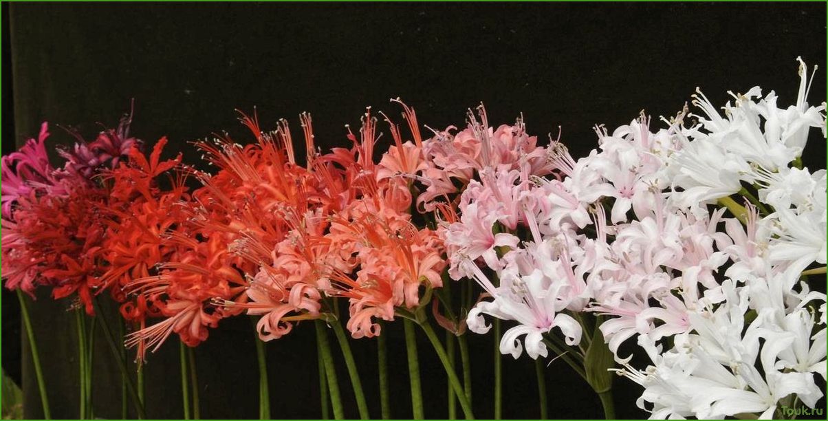 Нерине (нерина) — растение с яркими цветами и изящными соцветиями