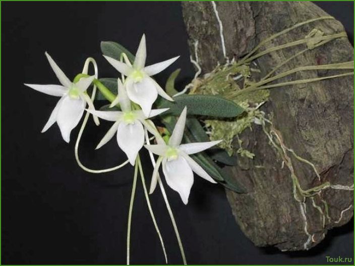 Орхидея ангрекум: особенности выращивания и ухода
