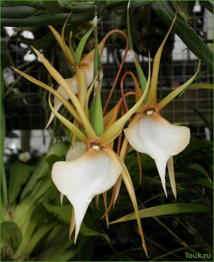 Орхидея ангрекум: особенности выращивания и ухода