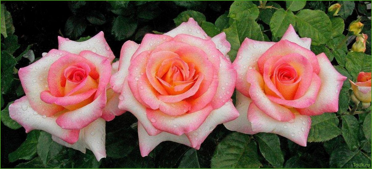 Чайно-гибридные розы: красота и уход