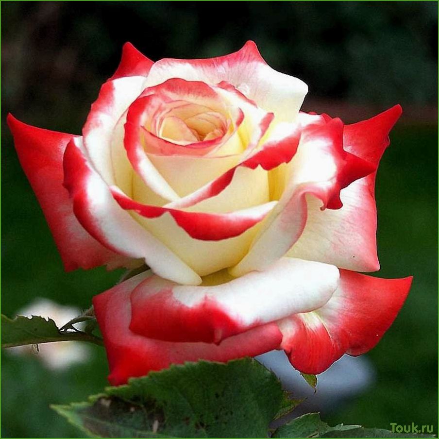 Чайно-гибридные розы: красота и уход