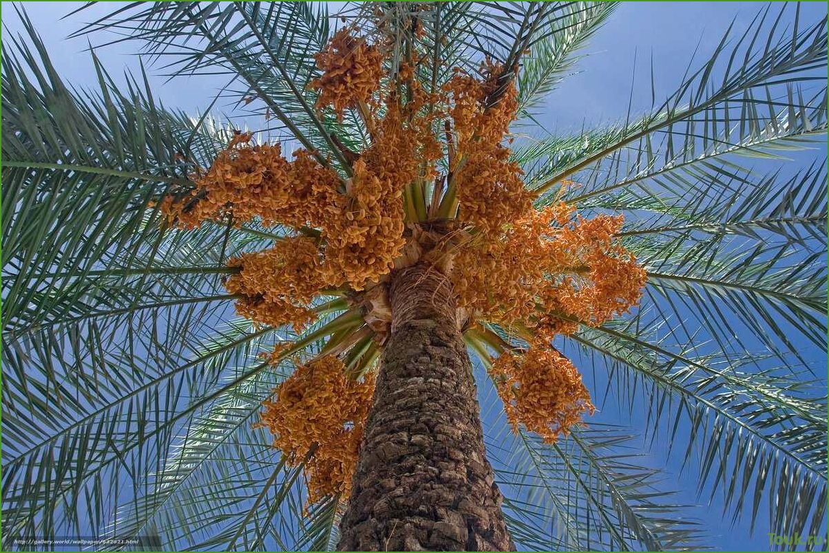 Финиковая пальма: описание, виды и уход