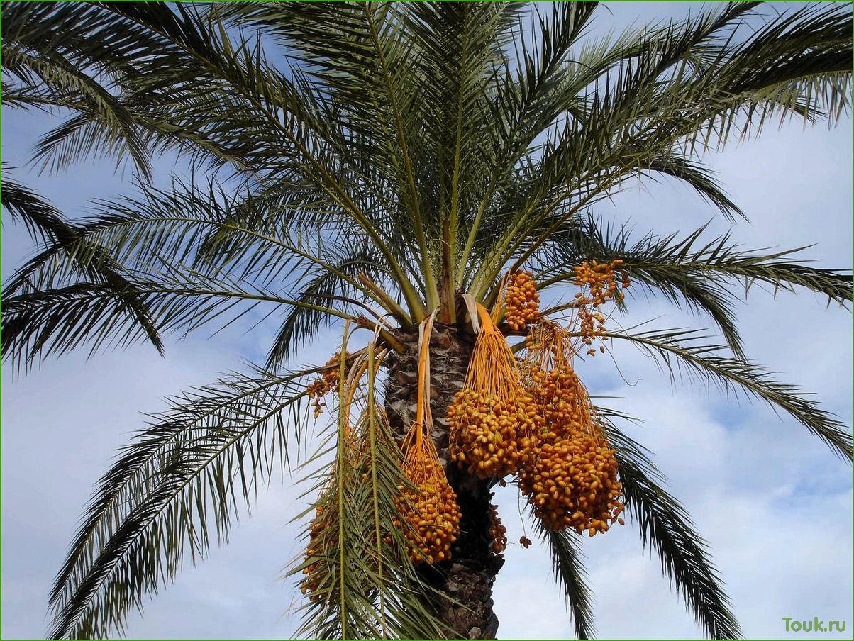Финиковая пальма: описание, виды и уход