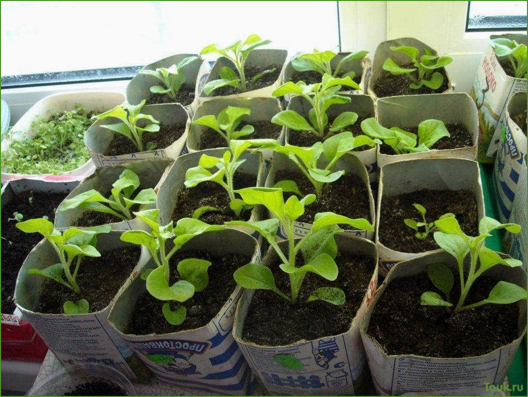 Советы по выращиванию рассады петунии в уютных домашних условиях