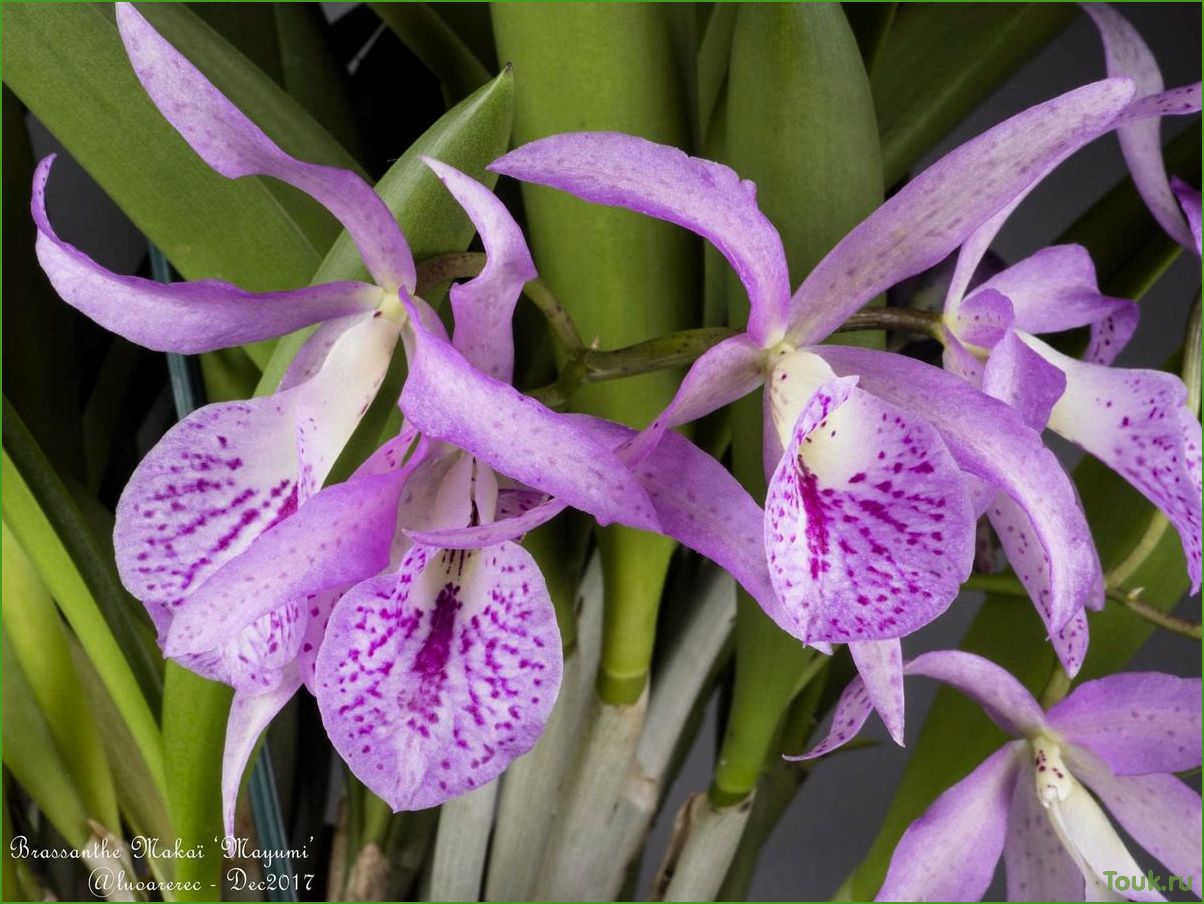 Орхидея брассавола: особенности выращивания и ухода