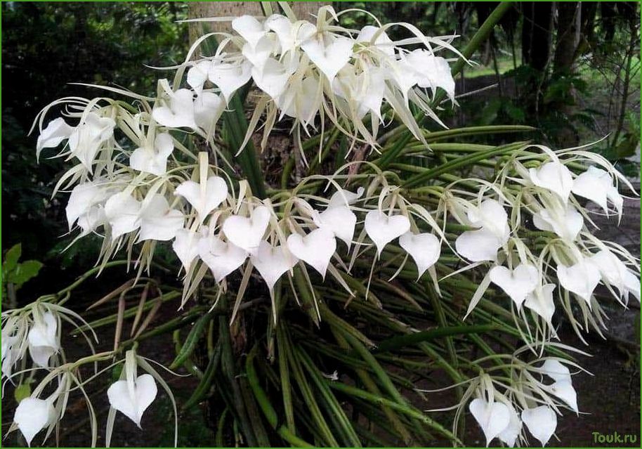 Орхидея брассавола: особенности выращивания и ухода