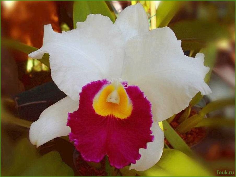 Орхидея Каттлея: особенности выращивания и уход