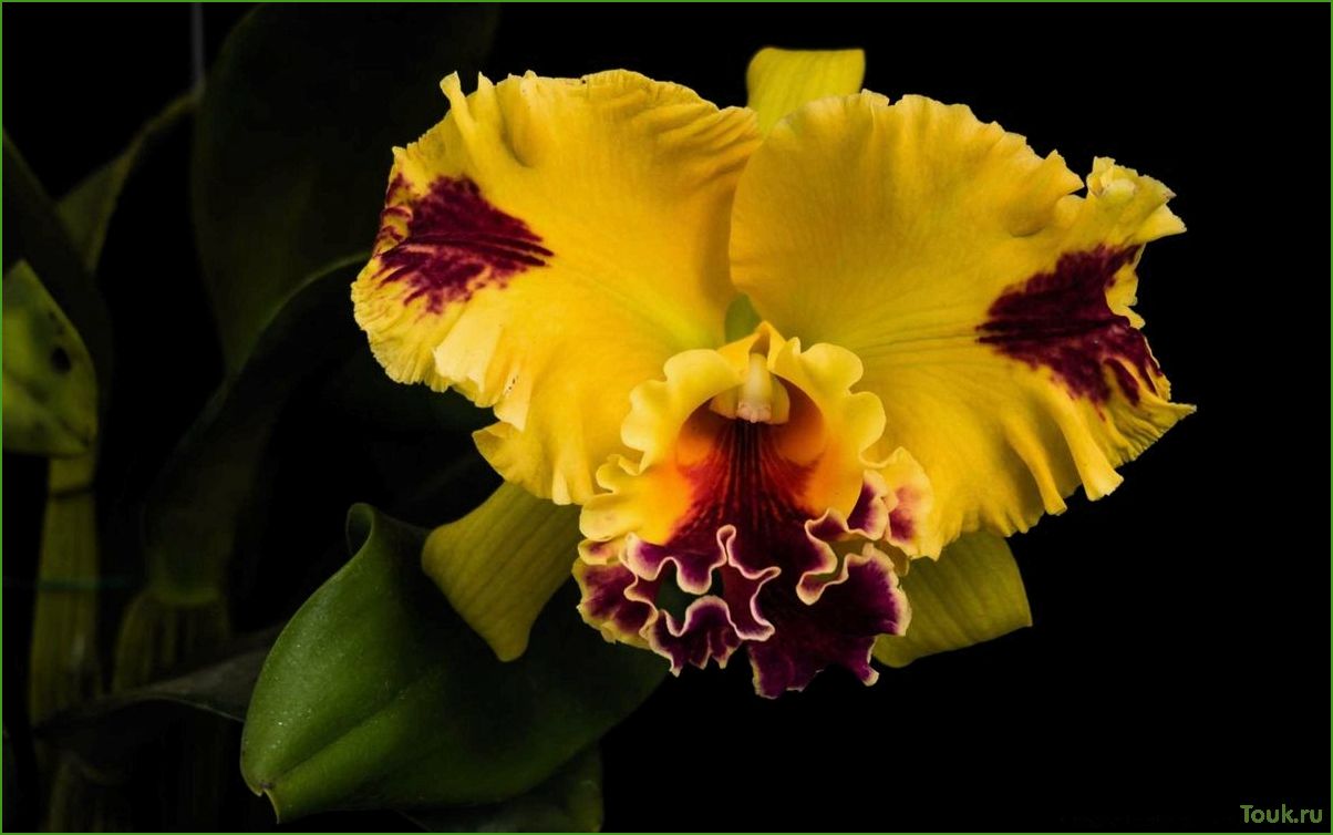 Орхидея Каттлея: особенности выращивания и уход