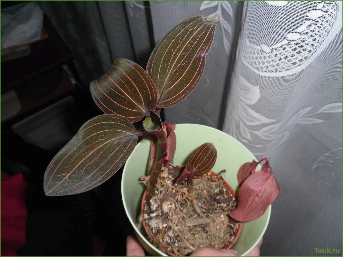 Орхидея лудизия: особенности выращивания и ухода