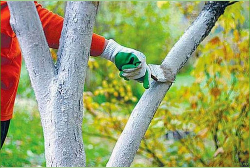 Побелка деревьев осенью: советы и инструкции