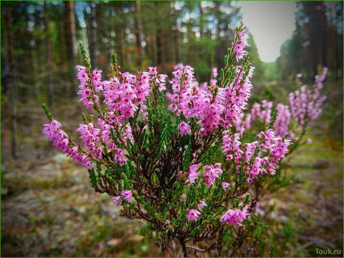 Вереск: описание, свойства и применение