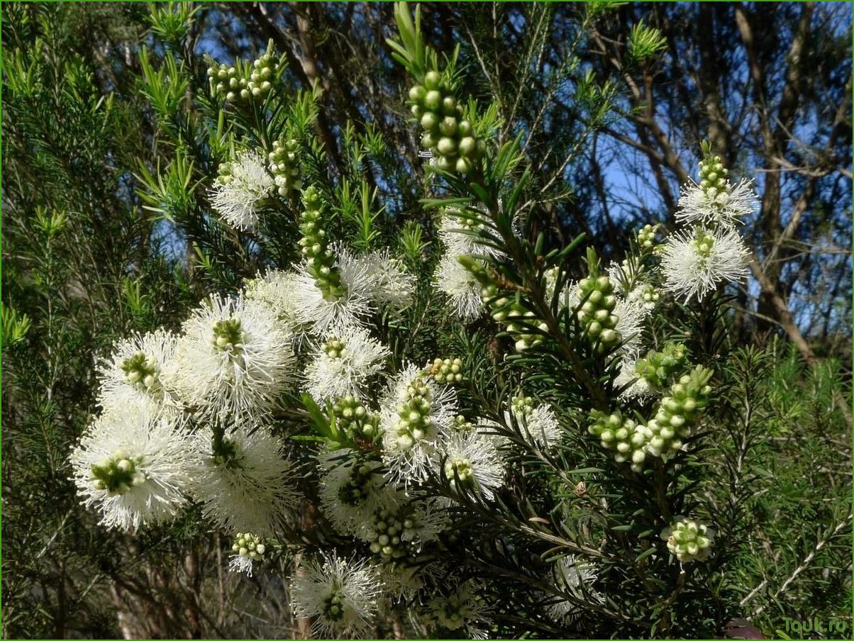 Чайное дерево (мелалеука) — полезные свойства и применение
