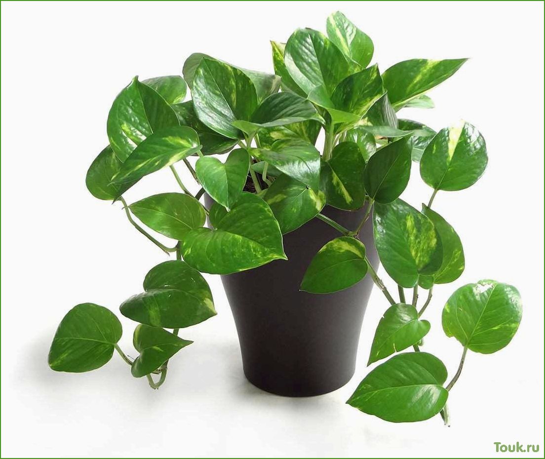 Эпипремнум — растение для дома и офиса