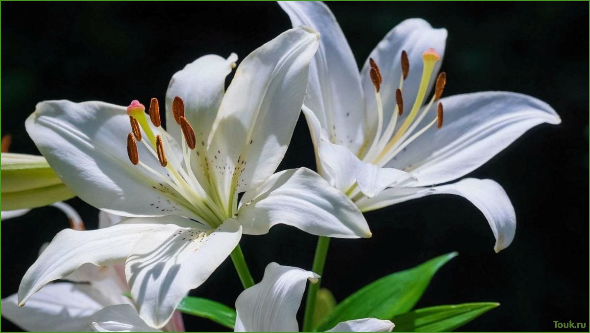Лилии: красота и изящество природы