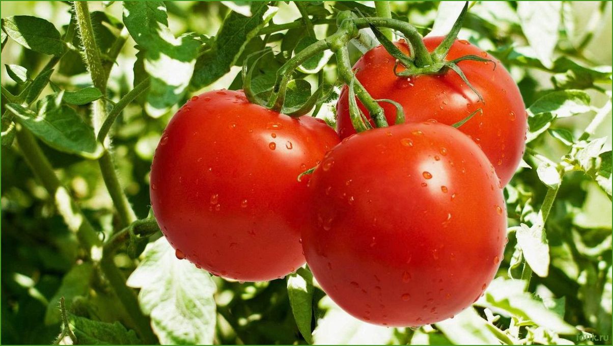 Все о помидорах: сорта, выращивание, уход и полезные свойства