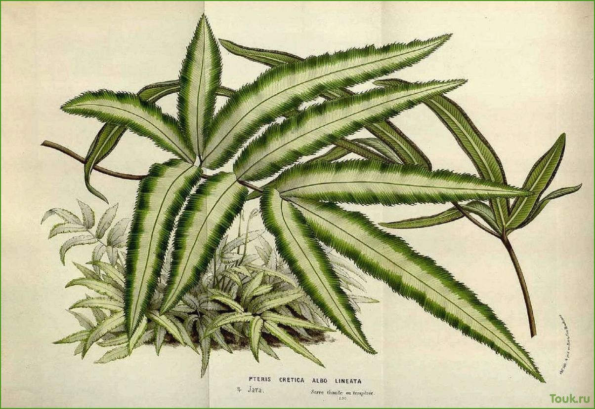 Птерис: описание и особенности этого растения