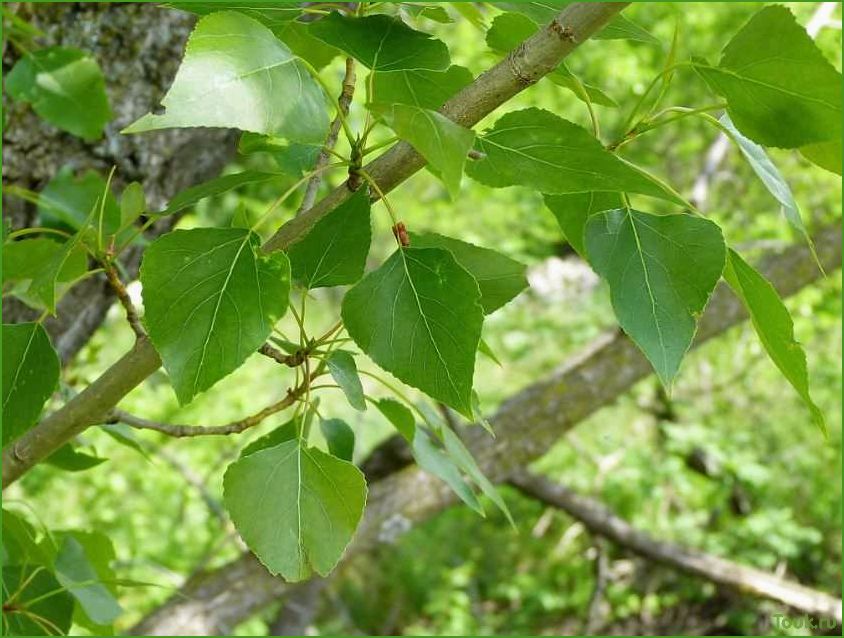 Тополь: описание, виды и особенности древесного растения