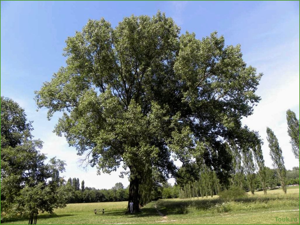 Тополь: описание, виды и особенности древесного растения