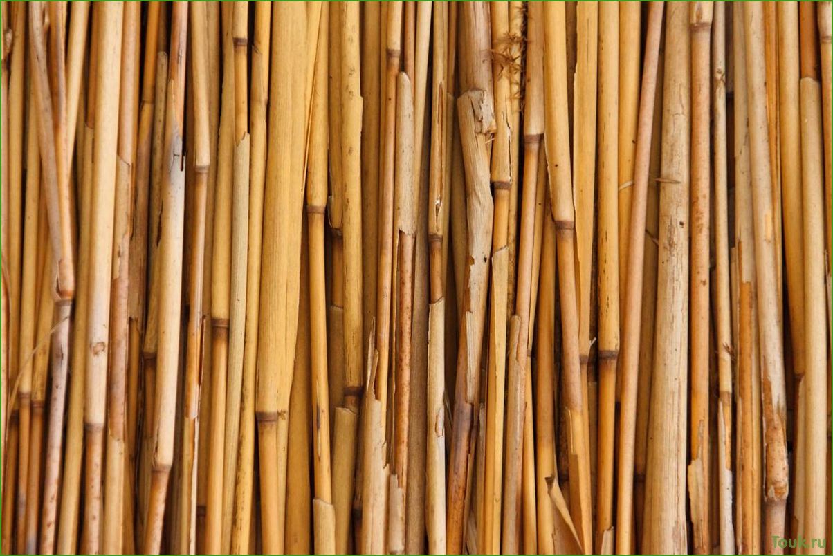 Бамбук: свойства, применение и уход
