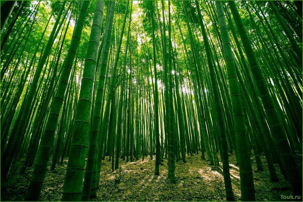 Бамбук: свойства, применение и уход