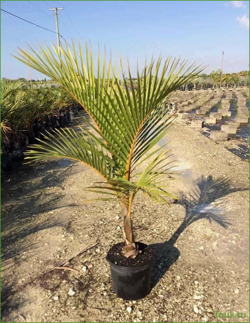 Гиофорба — бутылочная пальма