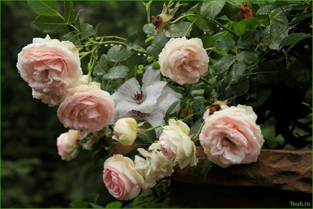 Плетистые розы: красота и уход