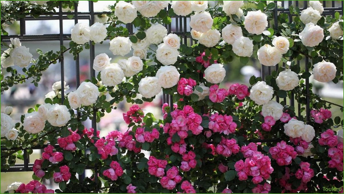 Плетистые розы: красота и уход