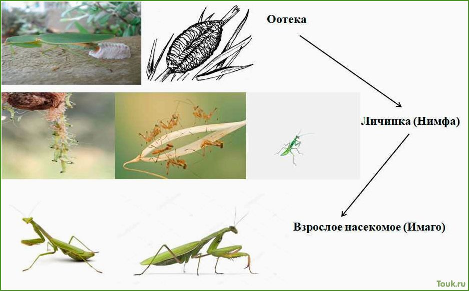 17 полезных насекомых для сада