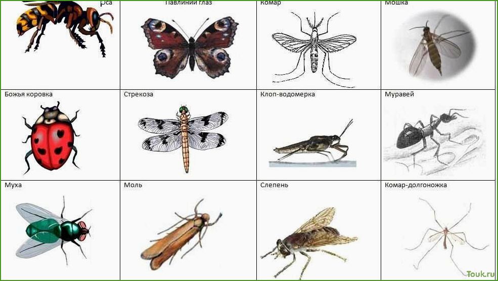 17 полезных насекомых для сада