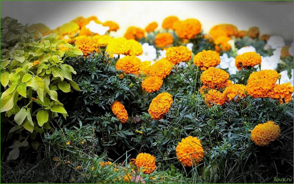 Бархатцы: красивые и нежные цветы для озеленения сада