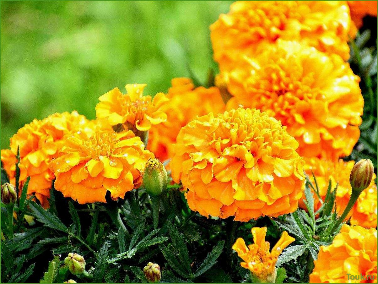 Бархатцы: красивые и нежные цветы для озеленения сада