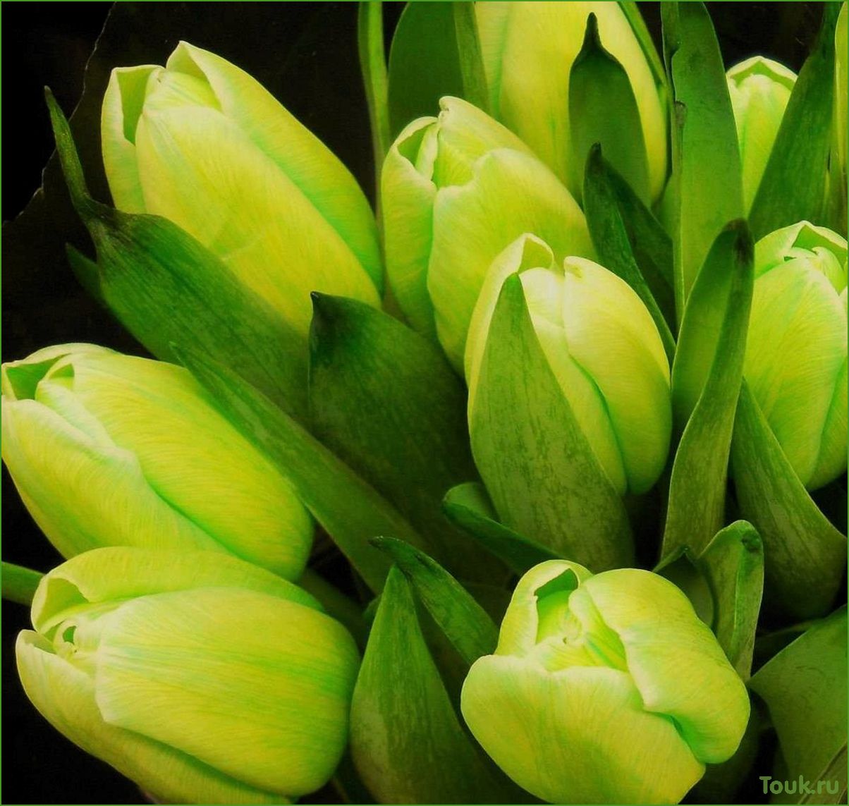 Тюльпаны: история, разновидности и уход
