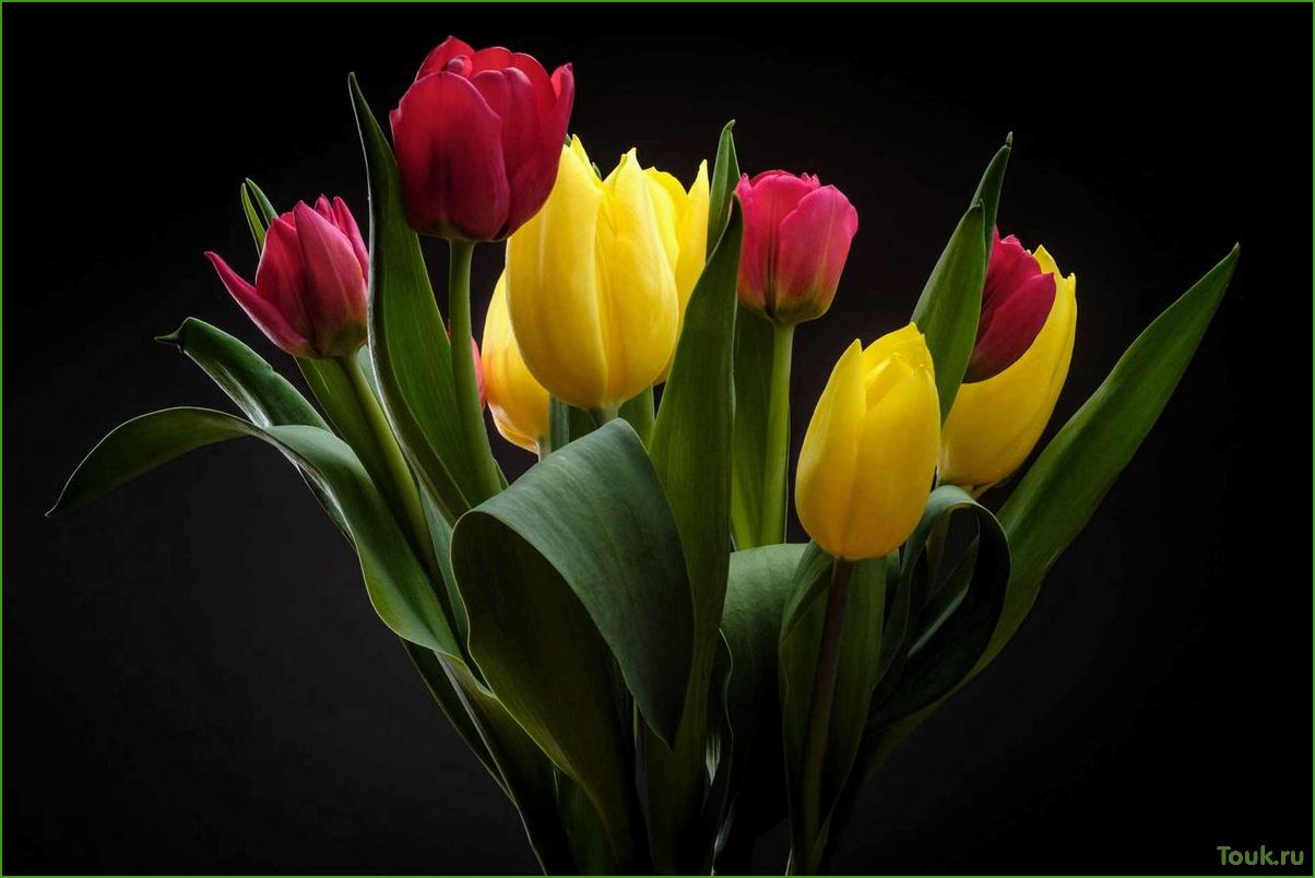 Тюльпаны: история, разновидности и уход