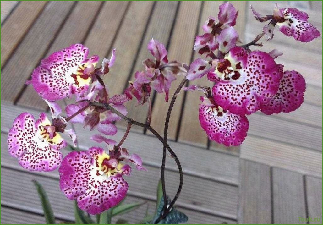 Орхидея толумния: особенности выращивания и ухода
