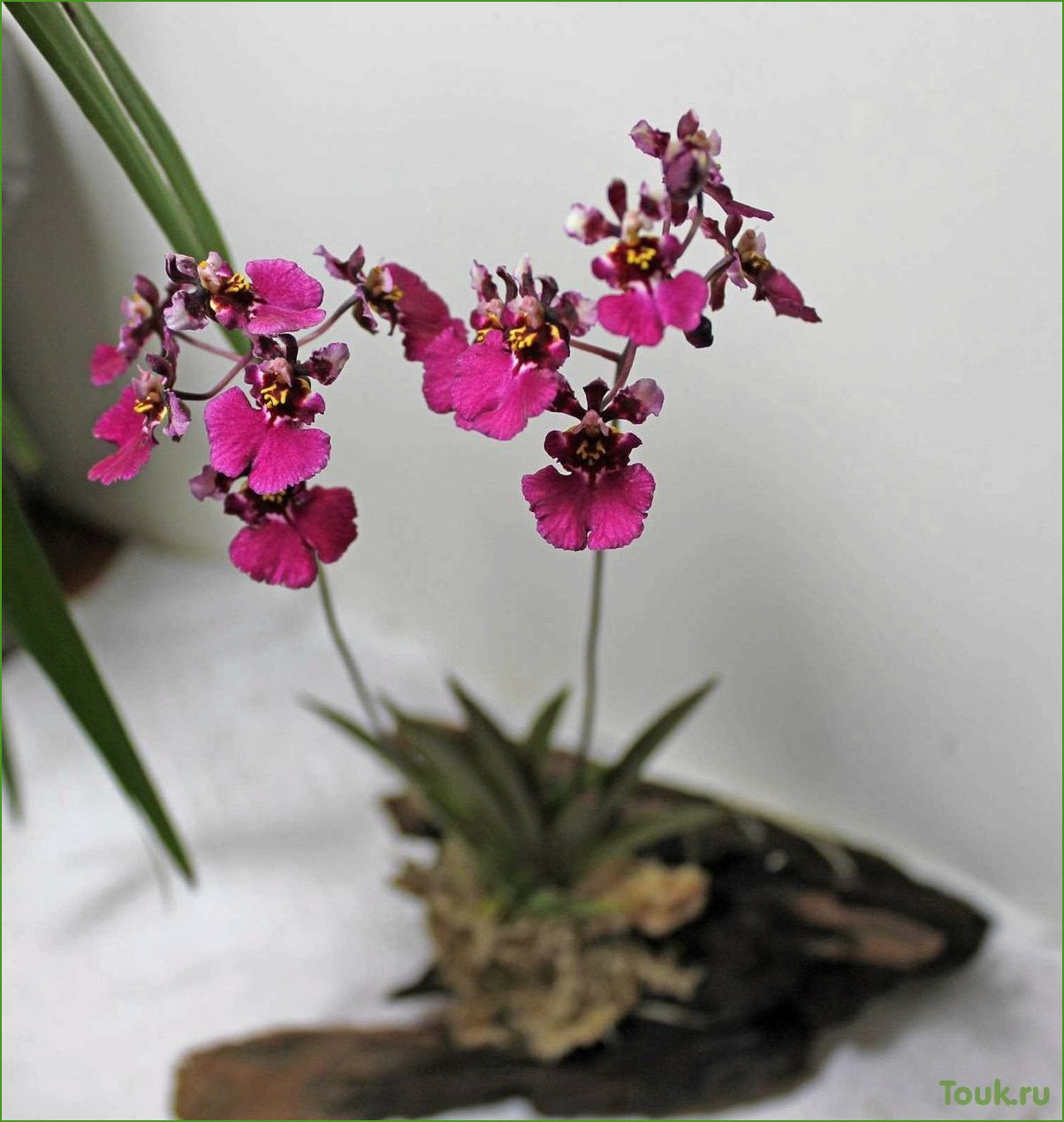 Орхидея толумния: особенности выращивания и ухода