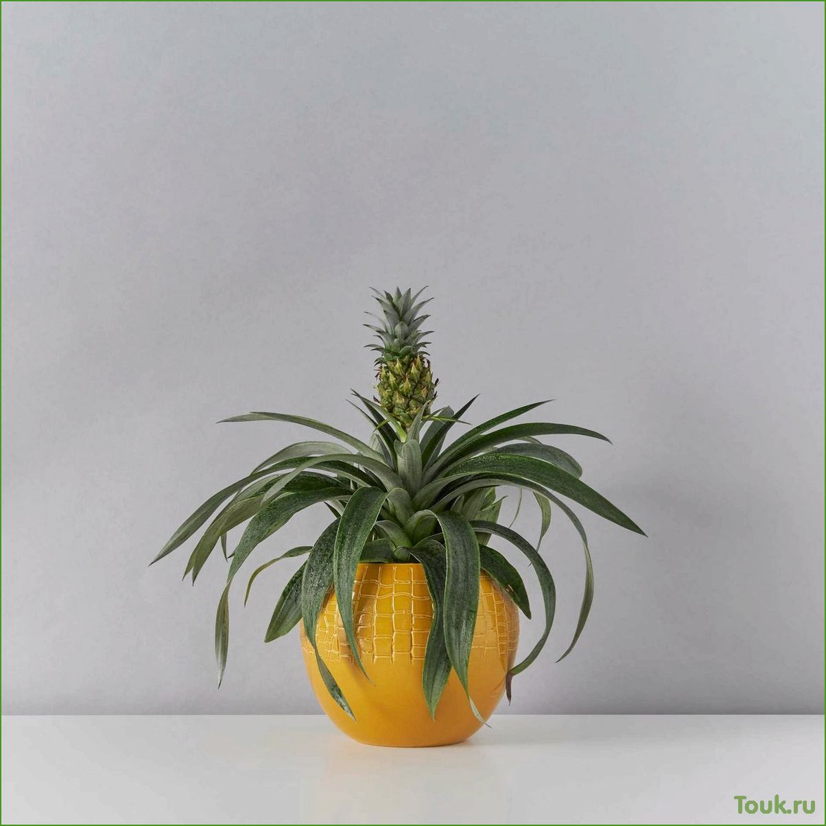 Комнатный ананас: уход, размножение и полезные свойства