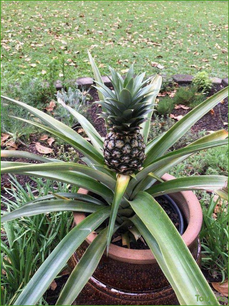 Комнатный ананас: уход, размножение и полезные свойства