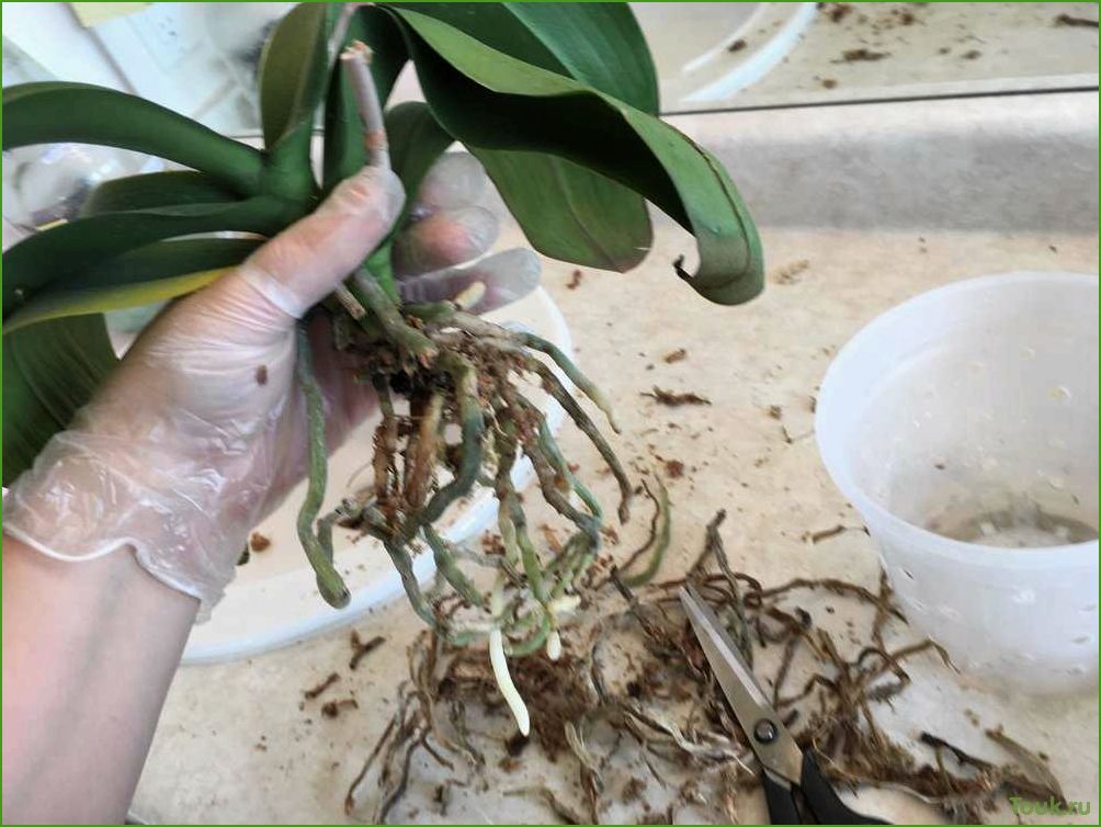 Корни орхидеи гниют и сохнут, что делать?