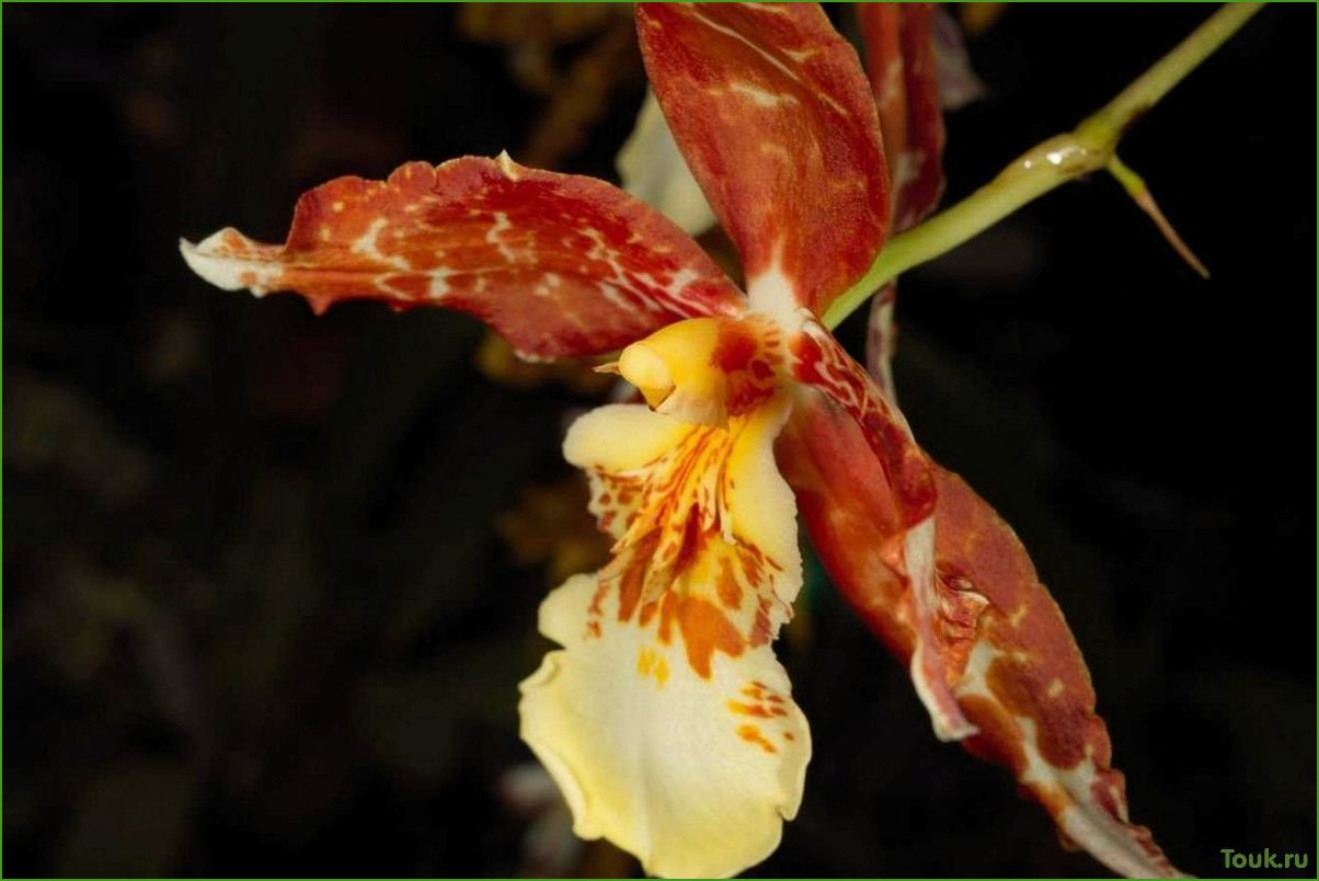 Орхидея одонтоглоссум: особенности выращивания и ухода
