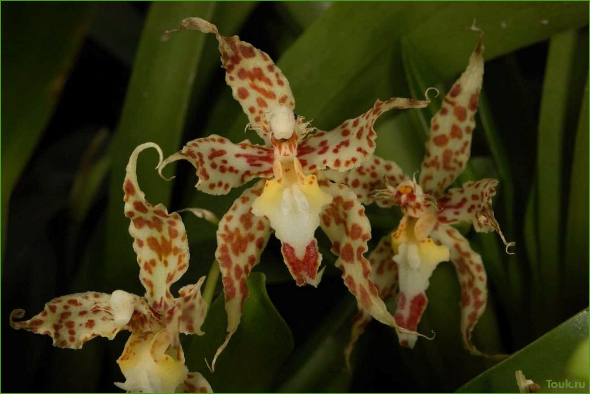 Орхидея одонтоглоссум: особенности выращивания и ухода