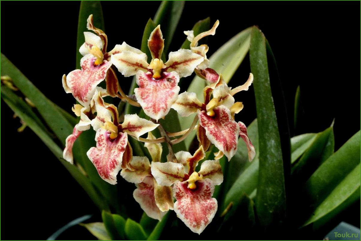 Орхидея онцидиум: особенности выращивания и ухода